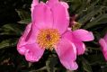 image of Paeonia lactiflora