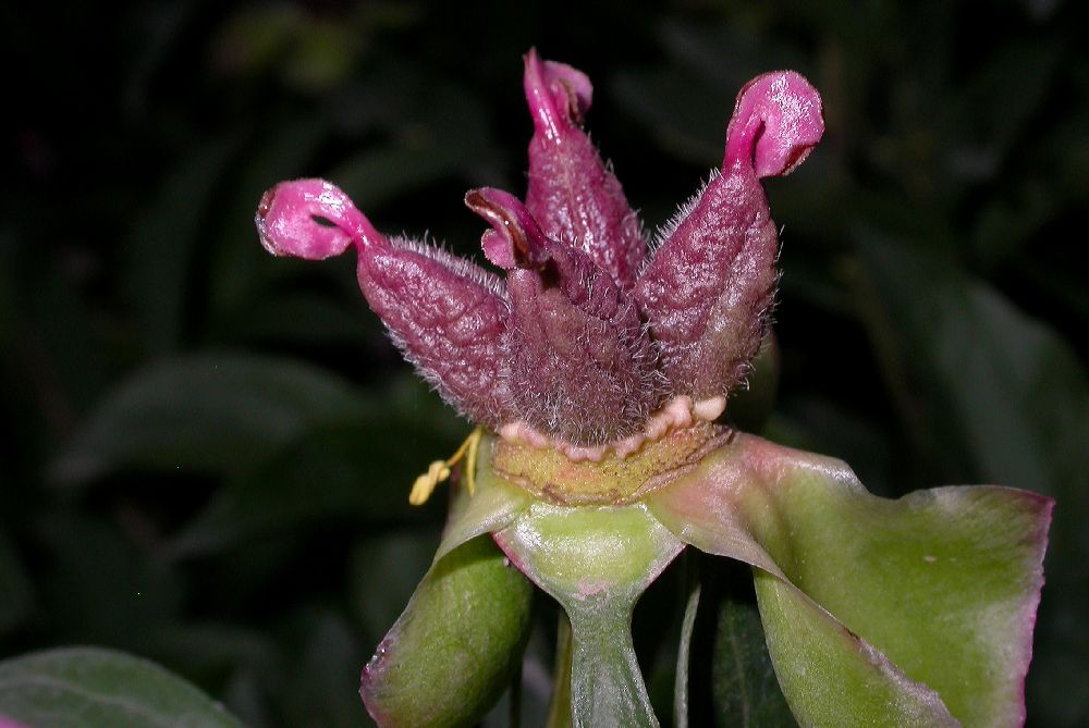 Paeoniaceae Paeonia lactiflora