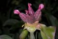image of Paeonia lactiflora