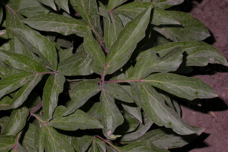 Paeoniaceae Paeonia lactiflora