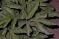 image of Paeonia lactiflora