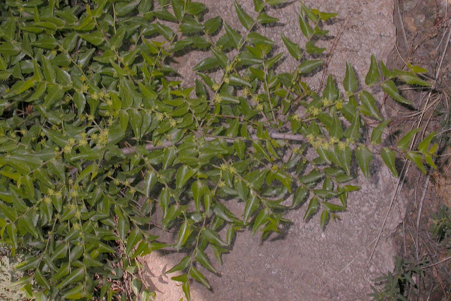 Rhamnaceae Ziziphus jujuba