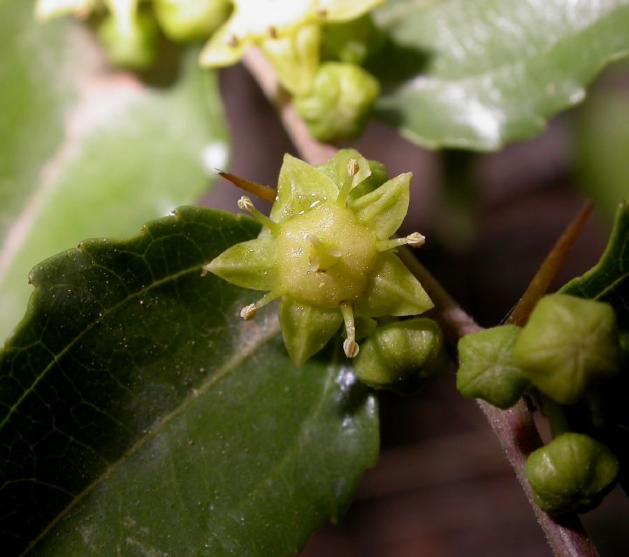 Rhamnaceae Ziziphus jujuba