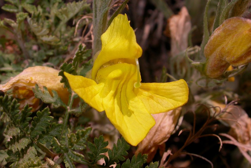 Orobanchaceae Cymbaria daurica