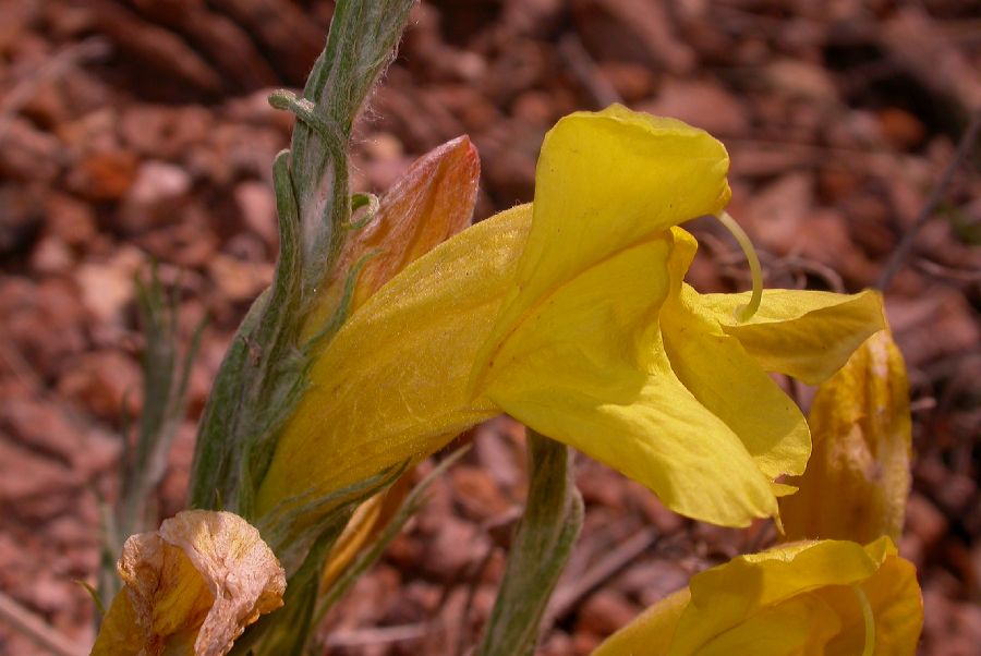 Orobanchaceae Cymbaria daurica