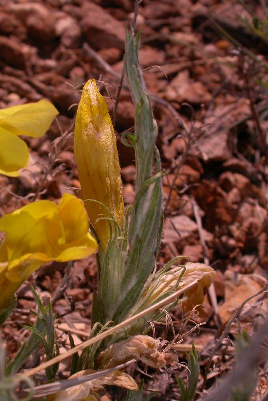 Orobanchaceae Cymbaria daurica