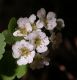 image of Hydrangea bretschneiderii
