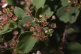 image of Hydrangea bretschneiderii