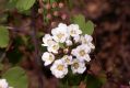 image of Hydrangea bretschneiderii