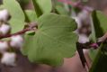 image of Hydrangea bretschneiderii