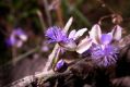 image of Polygala tenuifolia