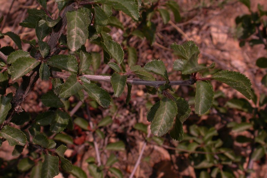 Rosaceae Prunus pedunculata