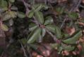 image of Prunus pedunculata