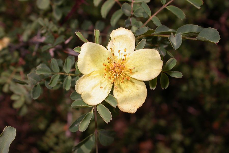 Rosaceae Rosa xanthina