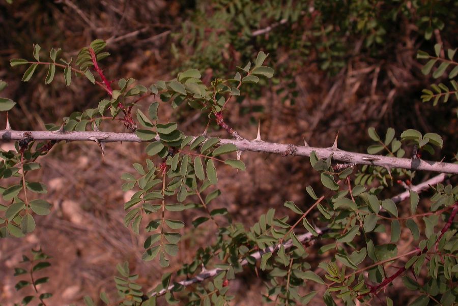Rosaceae Rosa xanthina