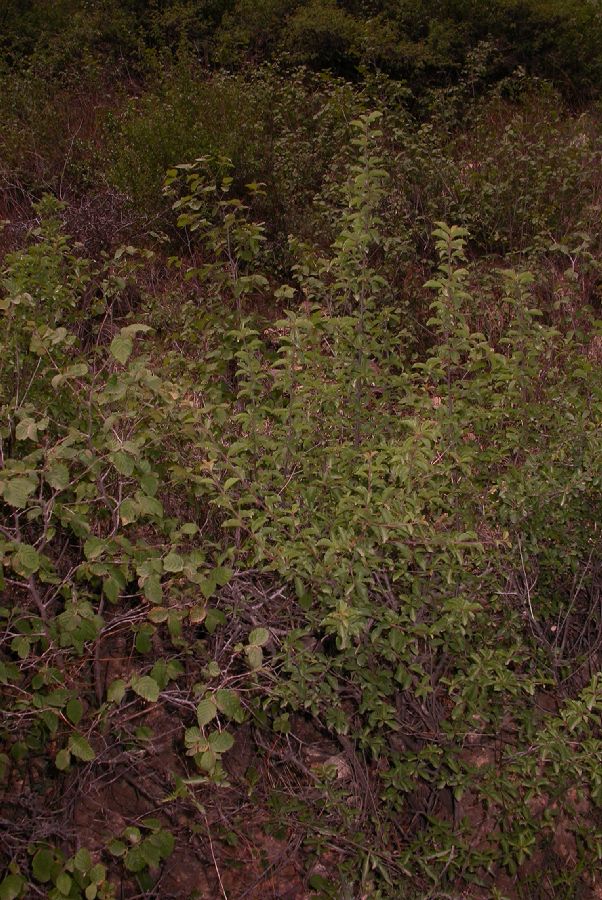 Rosaceae Prunus pedunculata