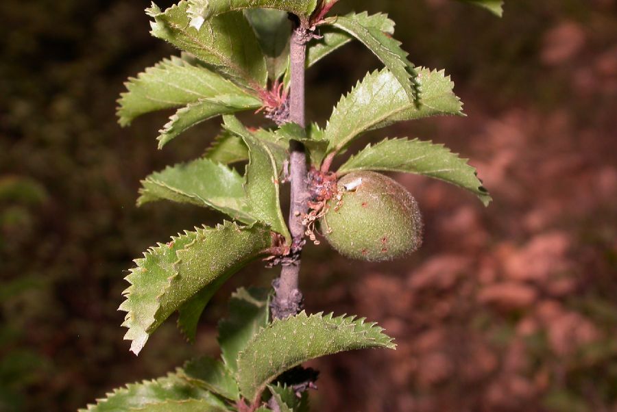 Rosaceae Prunus pedunculata