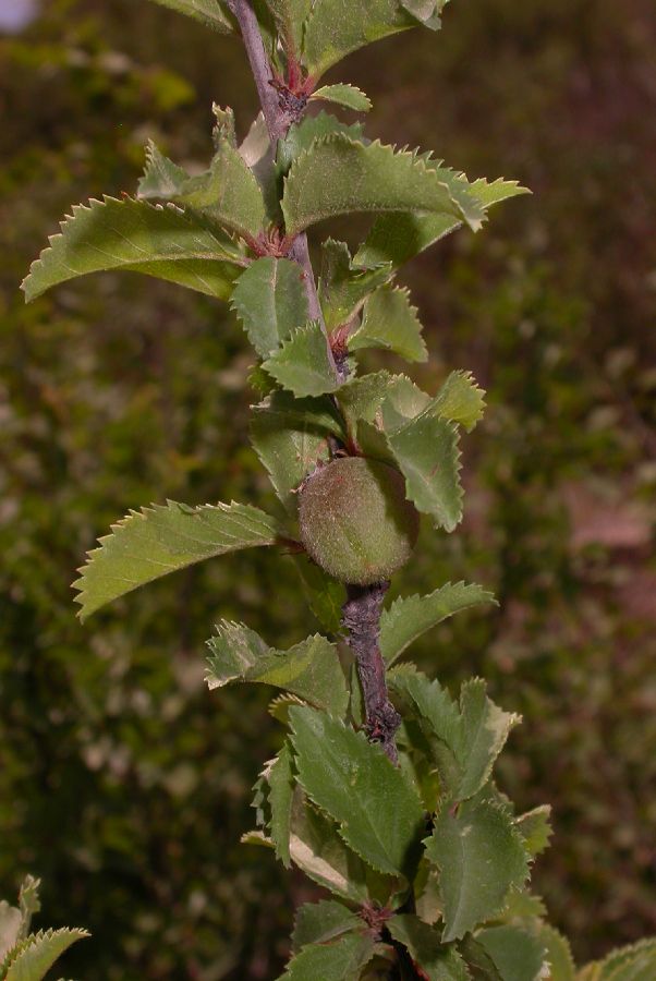 Rosaceae Prunus pedunculata