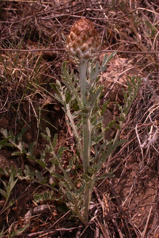Asteraceae Stemmacantha uniflora