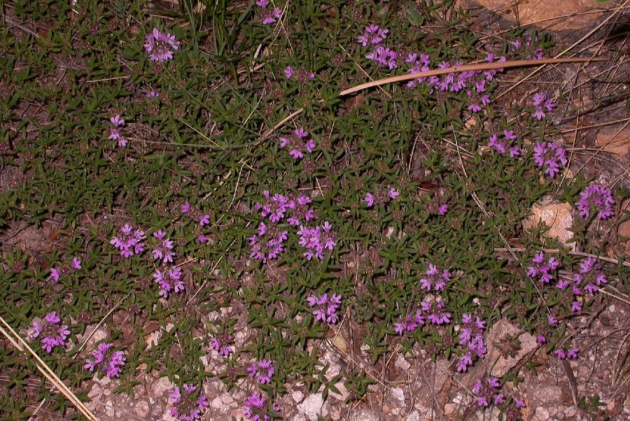 Lamiaceae Thymus serpyllum