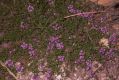 image of Thymus serpyllum
