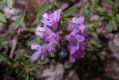 image of Thymus serpyllum