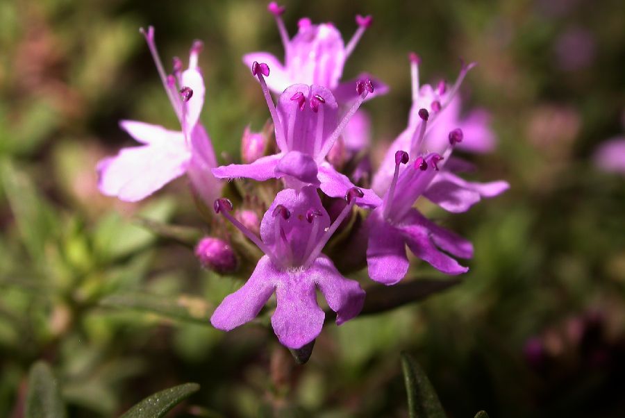 Lamiaceae Thymus serpyllum