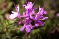 image of Thymus serpyllum