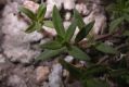 image of Thymus serpyllum