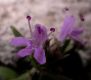 image of Thymus serpyllum