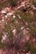 image of Prunus mongolica