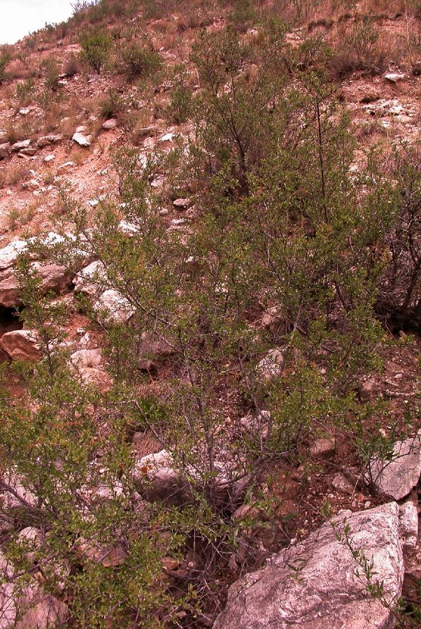 Rosaceae Prunus mongolica
