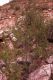 image of Prunus mongolica