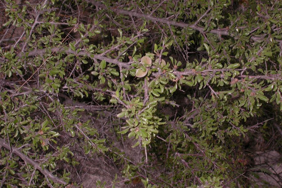 Rosaceae Prunus mongolica