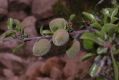 image of Prunus mongolica