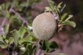 image of Prunus mongolica