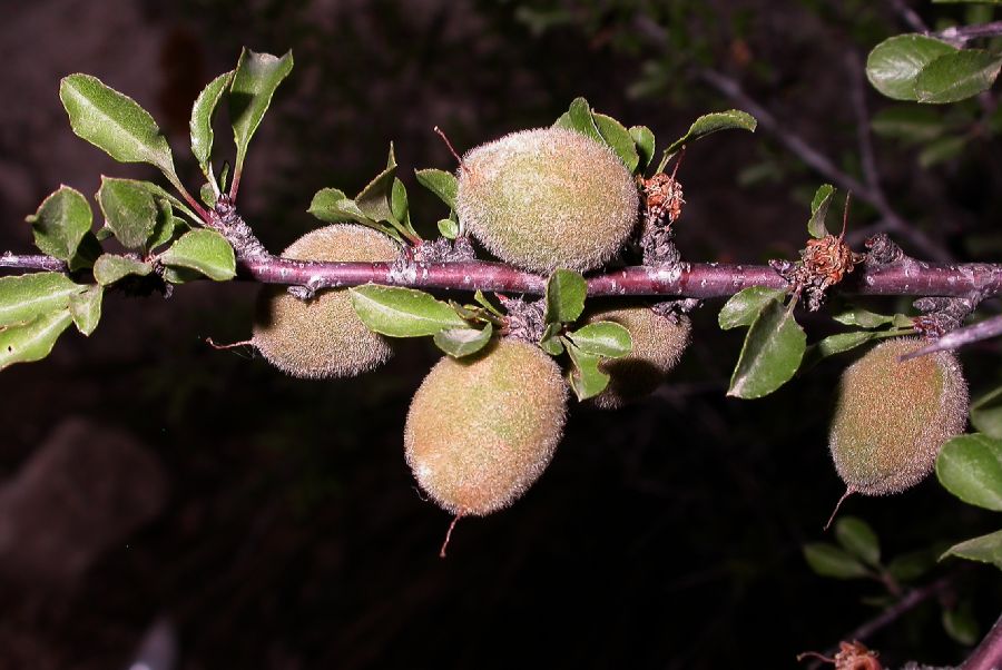 Rosaceae Prunus mongolica