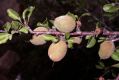 image of Prunus mongolica