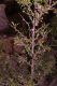 image of Prunus mongolica