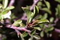 image of Prunus mongolica