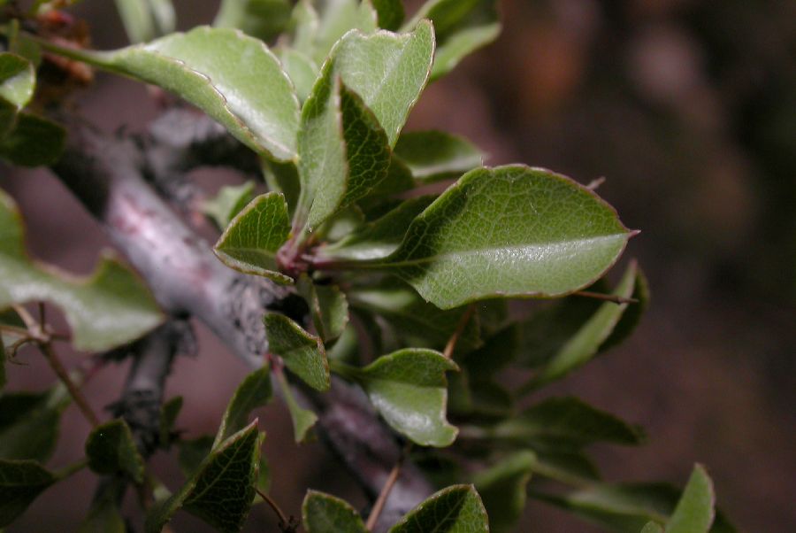 Rosaceae Prunus mongolica