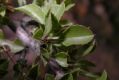 image of Prunus mongolica