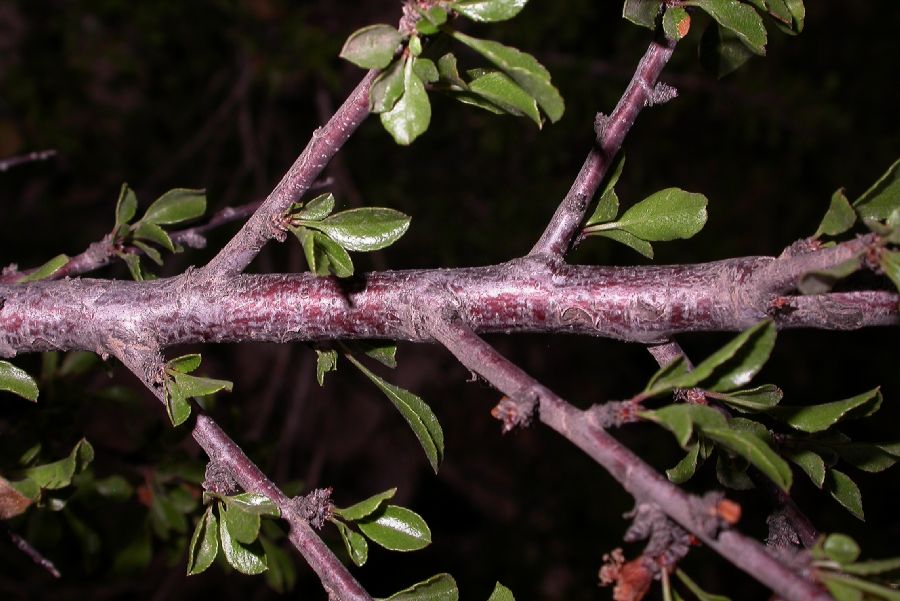 Rosaceae Prunus mongolica