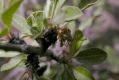 image of Prunus mongolica