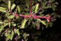 image of Prunus mongolica