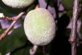image of Prunus davidiana
