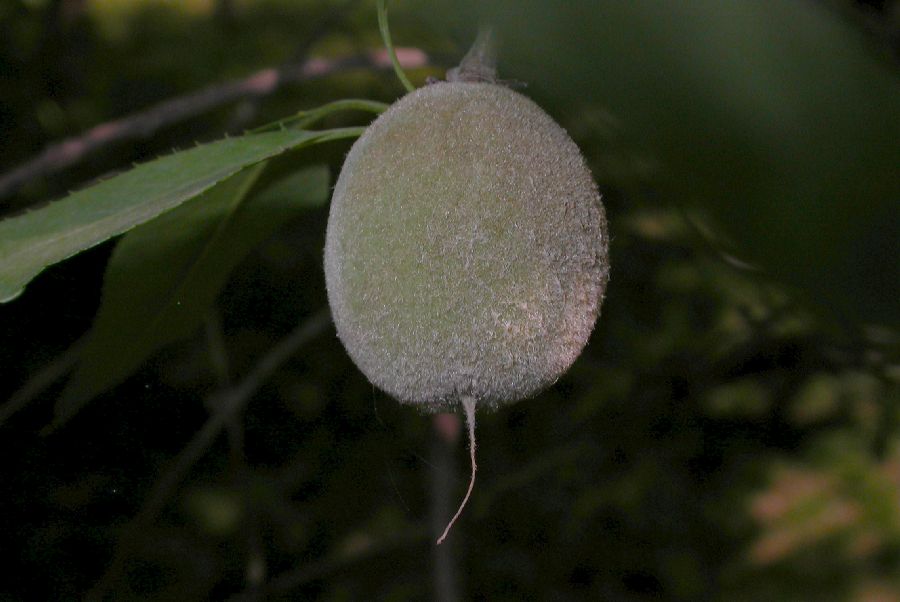 Rosaceae Prunus davidiana