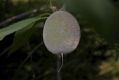 image of Prunus davidiana