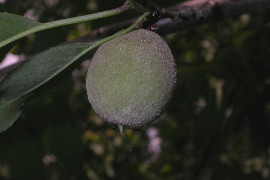 Rosaceae Prunus davidiana