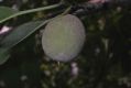 image of Prunus davidiana